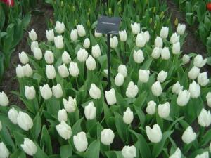 Tulipas brancas no parque das tulipas.