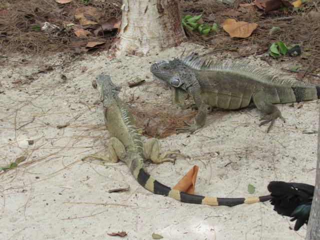 Iguanas nas Cayman Islands
